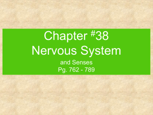 Chapter 38 Nervous System #
