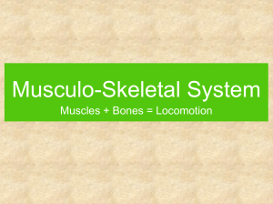 Musculo-Skeletal System Muscles + Bones = Locomotion