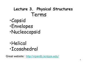 Terms •Capsid •Envelopes •Nucleocapsid