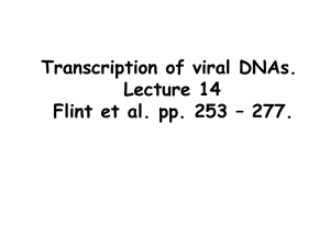 Transcription of viral DNAs. Lecture 14