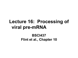 Lecture 16:  Processing of viral pre-mRNA BSCI437 Flint et al., Chapter 10