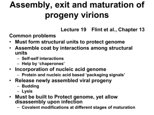 Assembly, exit and maturation of progeny virions