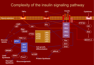 Complexity of the insulin signaling pathway