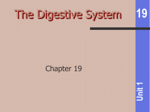 19 The Digestive System 1 Unit