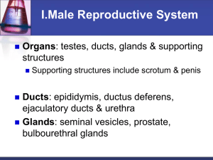 I.Male Reproductive System Organs Ducts Glands