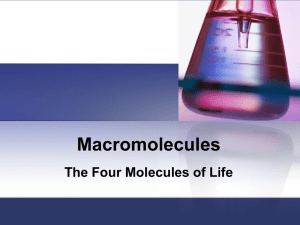 Macromolecules The Four Molecules of Life