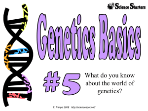 gen spbobgeneticsqz