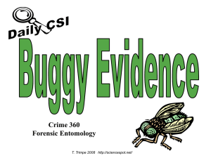 Crime 360 Forensic Entomology T. Trimpe 2008