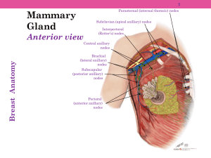 Mammary Gland Anterior view 2