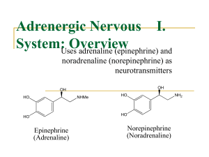 I. Adrenergic Nervous System: Overview Uses adrenaline (epinephrine) and