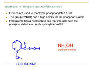 Reactivation of   Phosphorylated Acetylcholinesterase