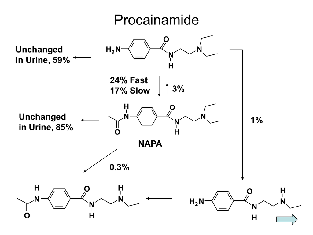 Procainamide is metabolized to napa