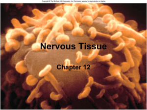 Nervous Tissue Chapter 12 12-1