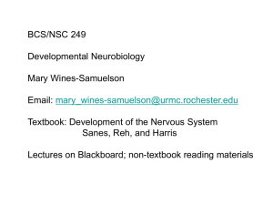 BCS/NSC 249 Developmental Neurobiology Mary Wines-Samuelson Email: