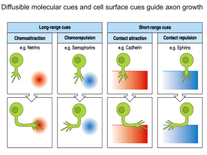 Diffusible molecular cues and cell surface cues guide axon growth