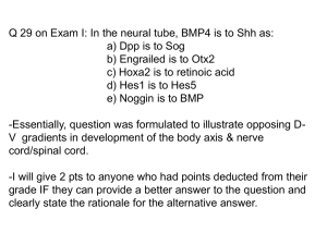 Q 29 on Exam I: In the neural tube, BMP4... a) Dpp is to Sog b) Engrailed is to Otx2