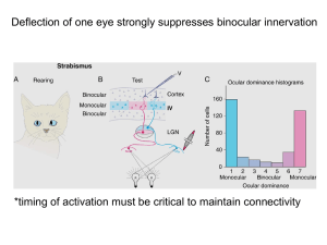Deflection of one eye strongly suppresses binocular innervation