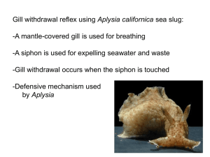 Aplysia californica -A mantle-covered gill is used for breathing