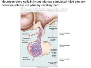 Neurosecretory cells in hypothalamus stimulate/inhibit pituitary