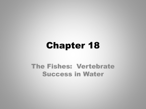 Chapter 18 The Fishes:  Vertebrate Success in Water