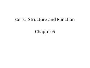 Cells:  Structure and Function Chapter 6