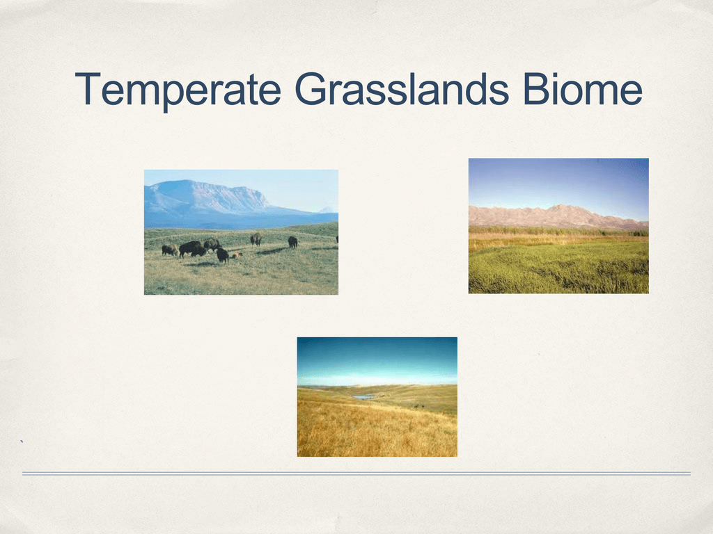 Temperate Grasslands Biome `