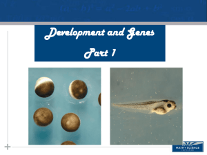 Development and Genes Part 1