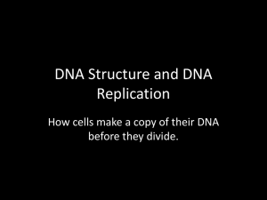 DNA Structure and DNA Replication before they divide.
