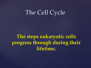 The Cell Cycle The steps eukaryotic cells progress through during their lifetime.