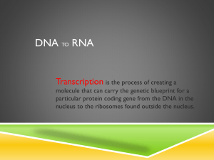 DNA RNA Transcription