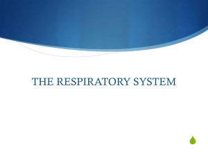 Respiratory System S THE RESPIRATORY SYSTEM