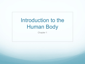 Introduction to the Human Body Chapter 1