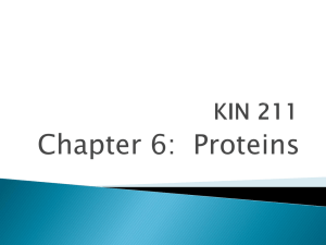 Chapter 6:  Proteins