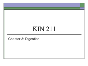 KIN 211 Chapter 3: Digestion