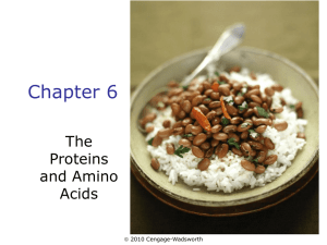 Chapter 6 The Proteins and Amino