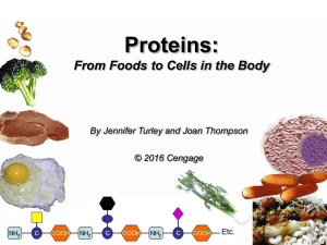 Proteins: From Foods to Cells in the Body © 2016 Cengage
