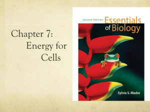 Chapter 7: Energy for Cells