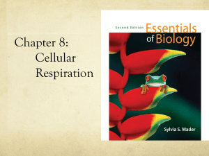 Chapter 8: Cellular Respiration