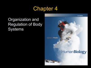 Chapter 4 Organization and Regulation of Body Systems