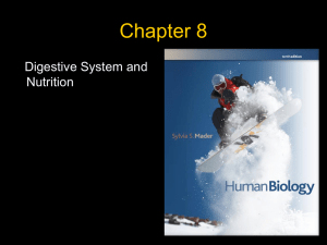 Chapter 8 Digestive System and Nutrition