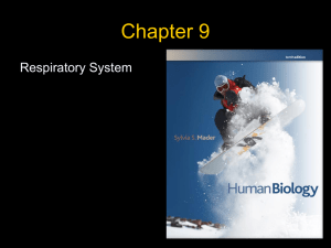 Chapter 9 Respiratory System