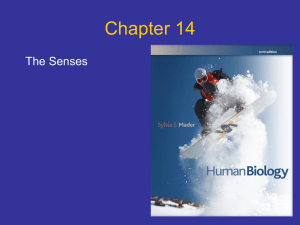 Chapter 14 The Senses