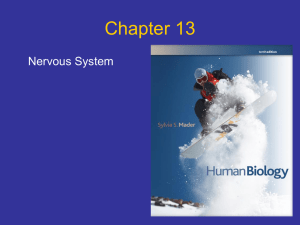 Chapter 13 Nervous System