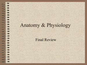 Anatomy &amp; Physiology Final Review