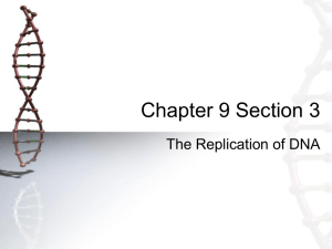 Chapter 9 Section 3 The Replication of DNA