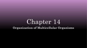 Chapter 14 Organization of Multicellular Organisms