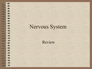 Nervous System Review