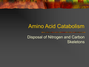 Amino Acid Catabolism Disposal of Nitrogen and Carbon Skeletons