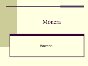 Monera Bacteria