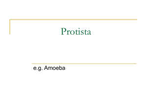 Protista e.g. Amoeba